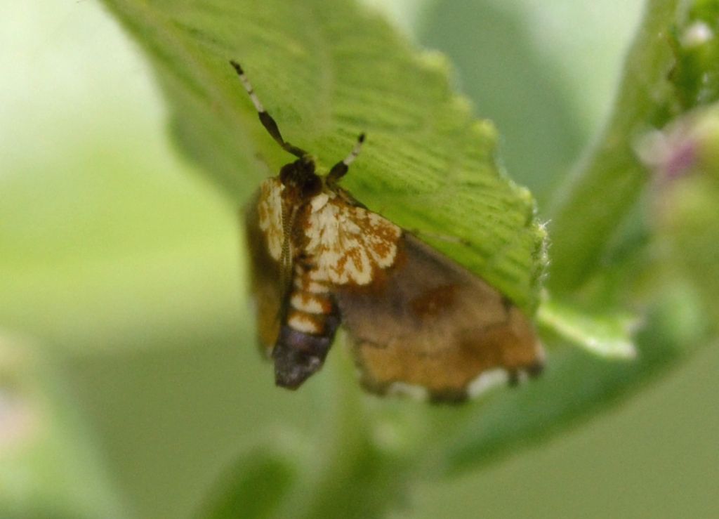 Agrotera nemoralis, Crambidae
